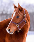 Junior Stallion Package