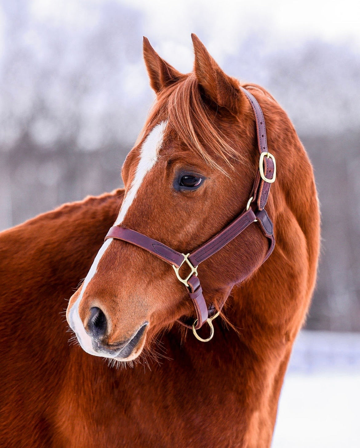 Junior Stallion Package